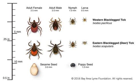 Lyme Disease Advice Protecting Yourself Against Ticks Next Avenue