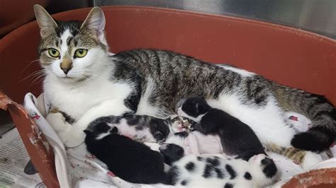 Miaowch Pregnant Cat Gives Birth To Five Kittens After Painful Rescue