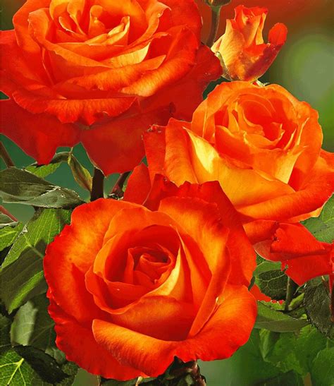Parfum Rose France Libre® Blumen Rosen Schöne Blumen Pflanzen