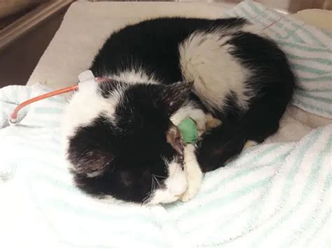 Miracle Zombie Cat Bart Will Not Be Returned To His Owner Humane