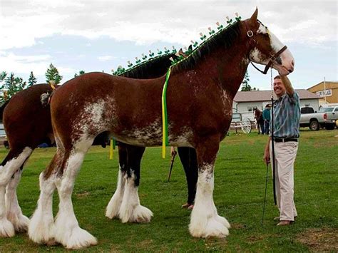 Canadian Clydesdales Horses Drafts Pinterest Clydesdale Horses