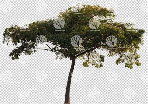 Gobotree Cut Out Of Tree During