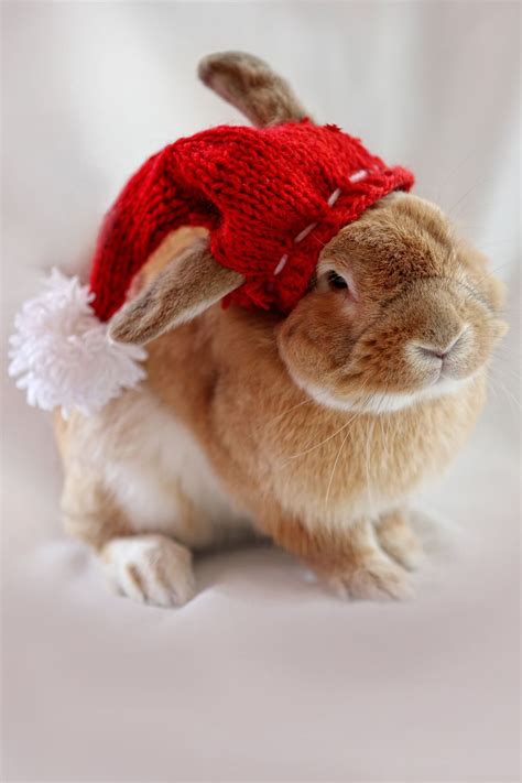 Sweet Little Rabbit Wearing A Christmas Hat Christmas Animals Cute