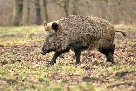 Wild Boar Forest Free Stock Photo Public Domain Pictures