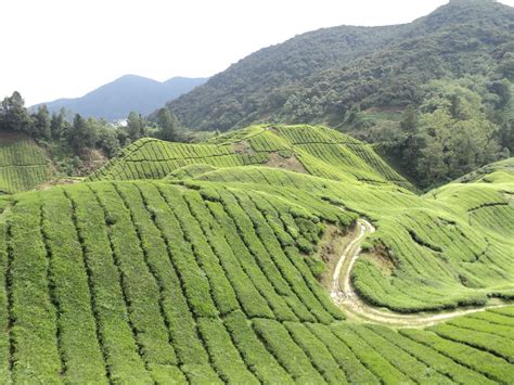 Saya mula merasai teh yang pekat dan sedap melalui kenalan saya di sabah.untuk membuat teh tarik yang lebih kaw dan menepati citarasa boh cameron highlands tea menjadi pilihan saya,aromanya memikat jiwa. Ladang Teh Boh Sg.Palas | Destinasi Percutian Cameron ...