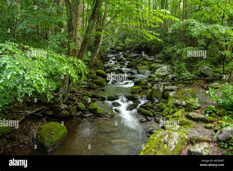 Great Smoky Mountain Stream Peaceful Mountain Stream Flows Through The