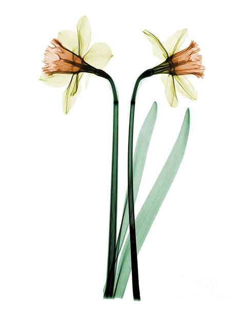 X Ray Photograph X Ray Of Daffodil Flower By Ted Kinsman Narcissus