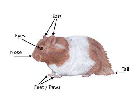 What Are The Parts Of A Hamster Body Choose Hamster Cages