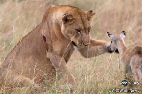 Lion Adopts Baby Antelope Video