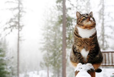 Cat On Snow Post Pictures Photos And Images For Facebook
