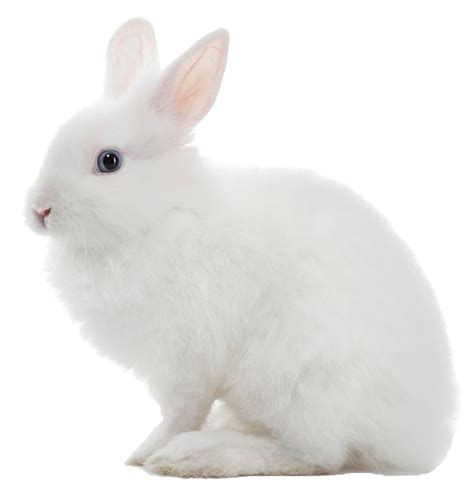 Download White Rabbit Png Image For Free