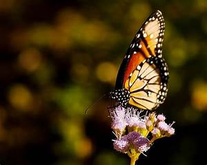 Wonderful, Hd, Photo, Of, Butterfly, On, Flower