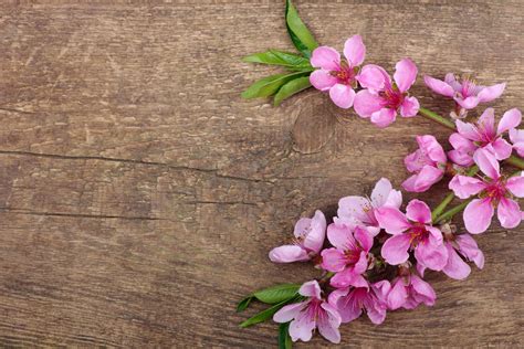 Pink Spring Flowers Wallpaper For 2880x1920