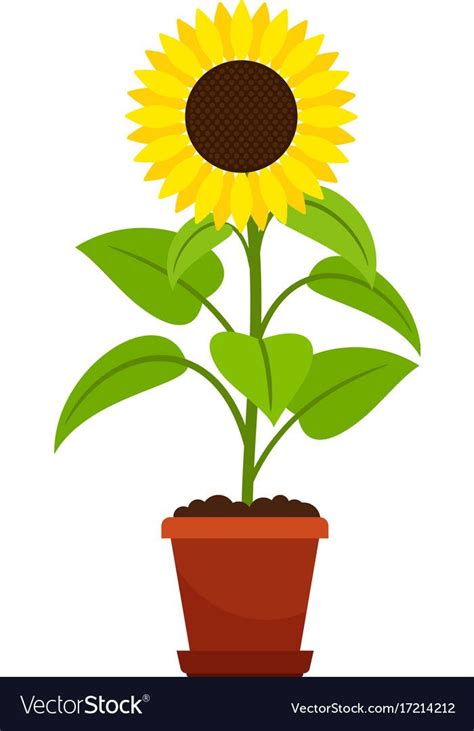 Sunflower plant in flower pot Royalty Free Vector Image | Planting