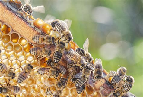 Honeybee Pest Control Mumbai 100 Honeybee Removal Treatment