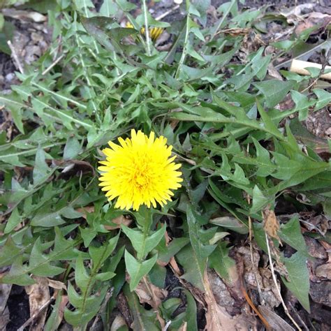 Dandelion Herb Of The Week · Commonwealth Holistic Herbalism