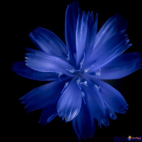 Fleur Bleue Fleurs Bleues Photo Fleurs Fleurs