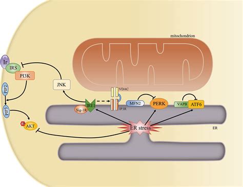 Frontiers The Molecular Mechanisms Underlying Mitochondria Associated