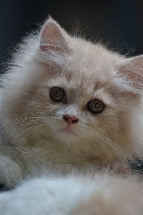 Maybe you would like to learn more about one of these? The gallery for --> Kucing Comel Untuk Dijual