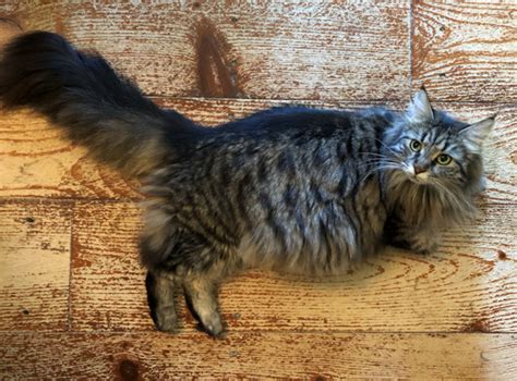 Currently we run a waiting list which has been full & closed for many months. At Last Cats - Maine Coon Cats - Maine Coon Cat Breeder ...