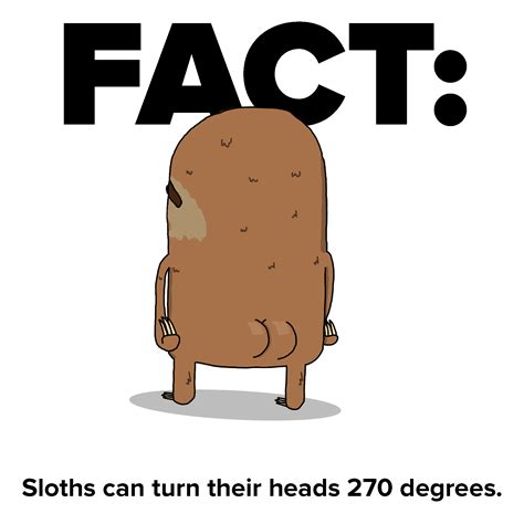 Slothy gif Facts - Sloths.com.au