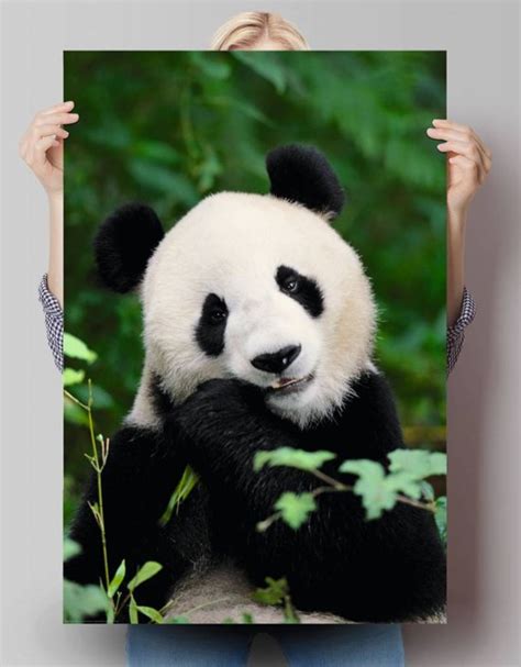 Pandabeer Poster 61 X 915 Cm