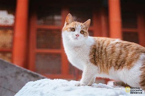 故宫的猫 比雪好看太多了凤凰网旅游凤凰网
