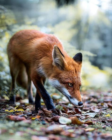 This Photographer Takes Stunning Pictures Of Finnish Animals That Look