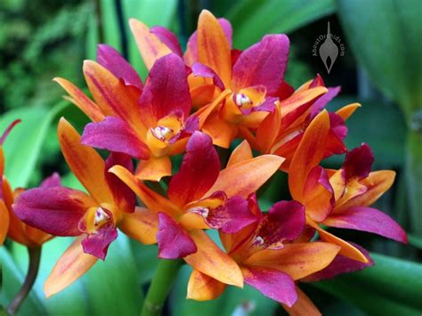 Aboutorchids Blog Archive Valentine Orchid Care