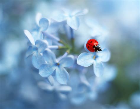 Ladybug 4k Ultra Hd Wallpaper Background Image