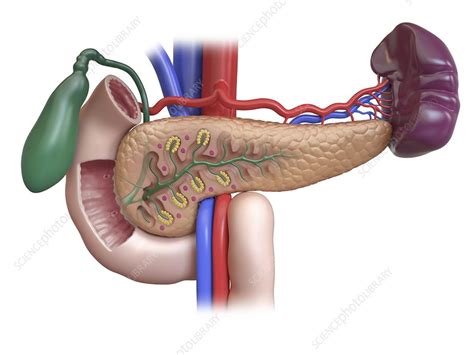 Duodenum Pancreas Spleen And Gall Bladder Illustration Stock Image