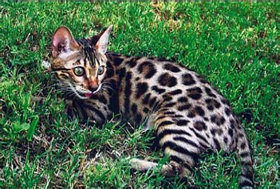 They tend to grow quickly and reach mature height at about 6 months, filling out and maturing to full size and weight at about one and a half years. Bengal Kittens For Sale As Pets - Testimonials