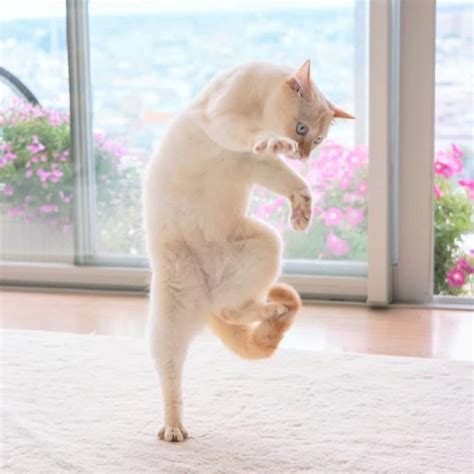 Photographer And Cat Lover Collates Of The Funniest Dancing Cat Pics ArtFido