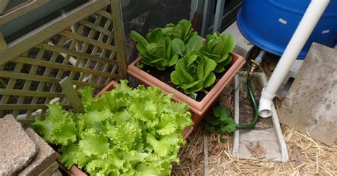Cut at least 3 inches from the root base and set the stump aside. 11 Tips for Growing Lettuce Indoors In Containers - Gardening Sun