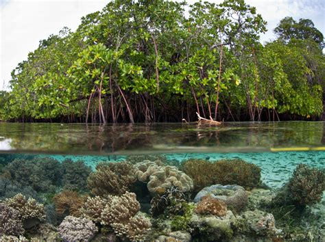 Mangrove Biodiversity Clean Malaysia