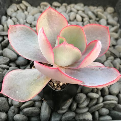 Echeveria Afterglow 2 Pot Little Prince To Go