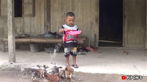 Jenis/tipe kandang yang digunakan pun sangat beragam sesuai dengan kebutuhan dan keinginan para peternak. Cara panggil ayam ampuh // ternak ayam kampung - YouTube