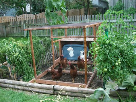 Yang daun daunnya sebagian mengering. 17 Ide Kreatif Bikin Kebun Sayur di Rumah Sendiri