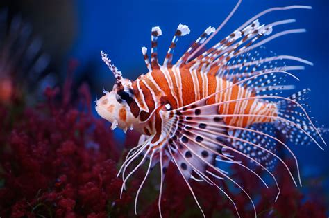 Unbelievably Fascinating Facts About Lionfish