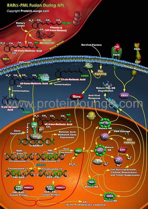 Biological Databases And Tools Rar Alpha Pml Fusion During Apl