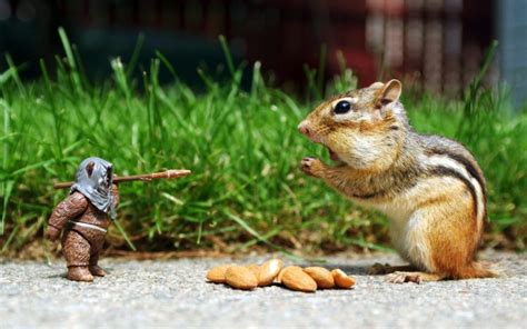 Squirrel Action Figures Humor Wallpapers Hd Desktop And Mobile