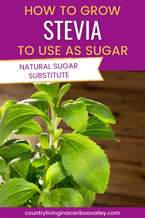 Stevia Is A Pretty Plant With Trailing Leaves That Can Be Used As Sugar