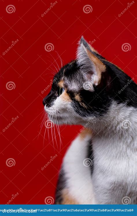 Homemade Tricolor Cat On A Red Background Stock Photo Image Of Eyes