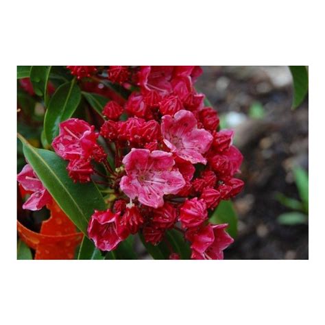 Kalmia Latifolia Raspberry Glow Raspberry Glow Mountain Laurel