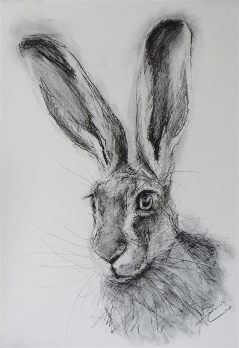 Half Price Winter Sale Original Charcoal Sketch Of A Hare By Belinda