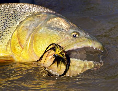 A quest for the fierce golden dorado - Anglers Journal - A Fishing Life