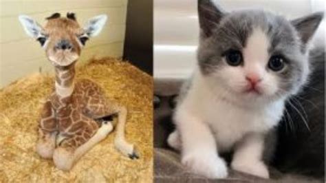 Cute Baby Animals Compilation 2 Cute And Funny Moments