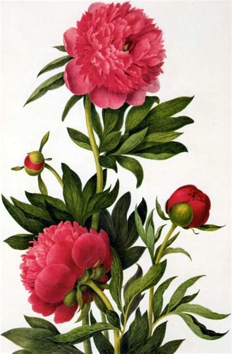 Image Result For Peony Drawing Botanical Painting Botanical Drawings