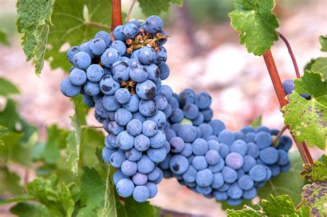 How To Grow Common Grape Vines Vitis Vinifera