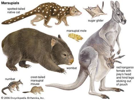 Marsupial Alchetron The Free Social Encyclopedia